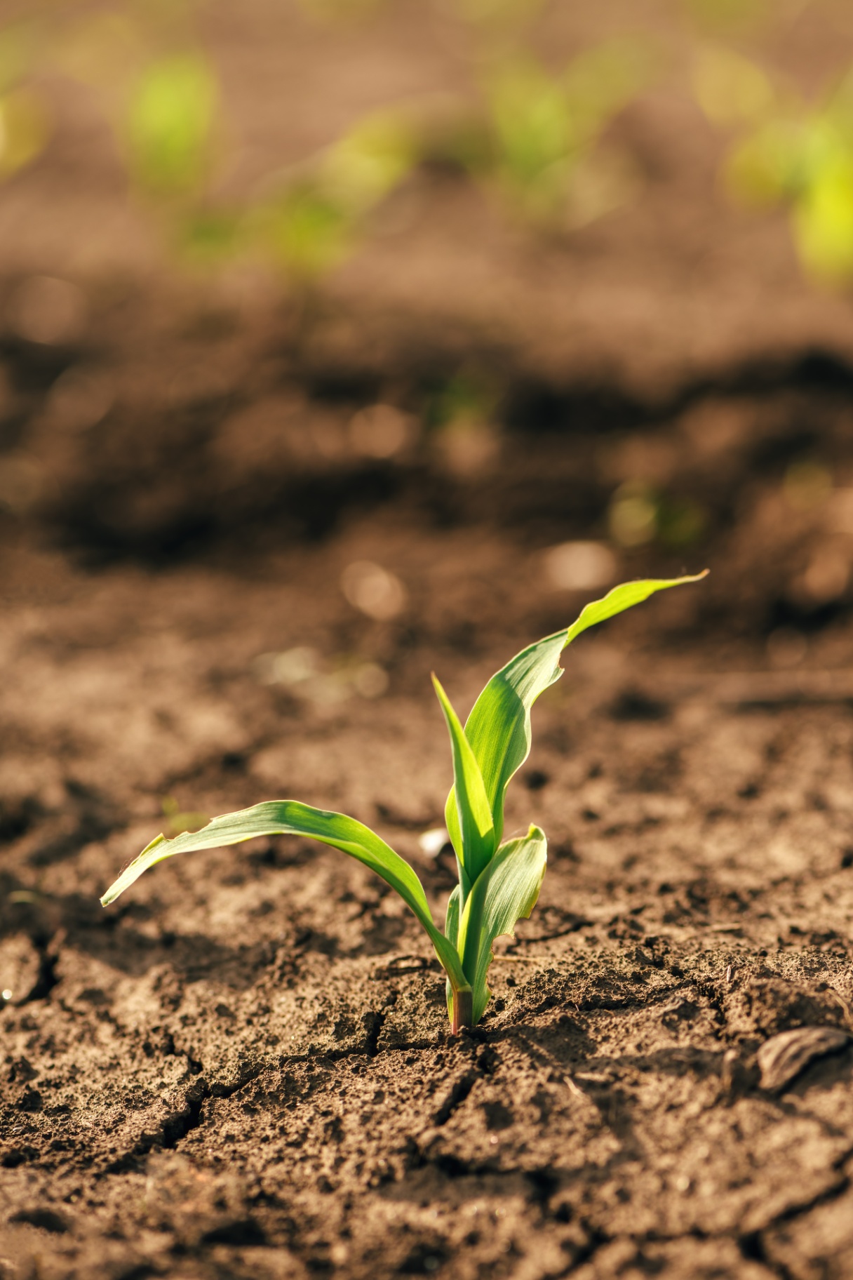 Agriculture & Agribusiness